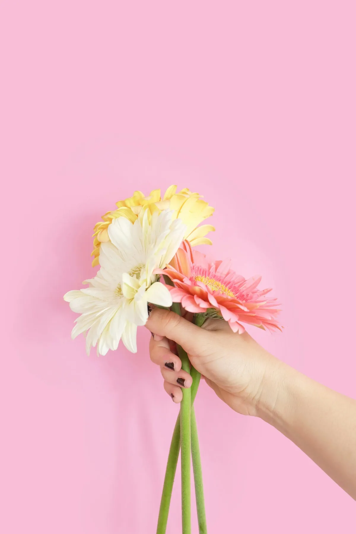 Gerberas flowers 