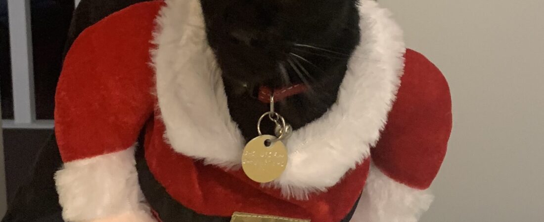 A Tribute to Mr Black: Saying Goodbye to a Beloved Cat