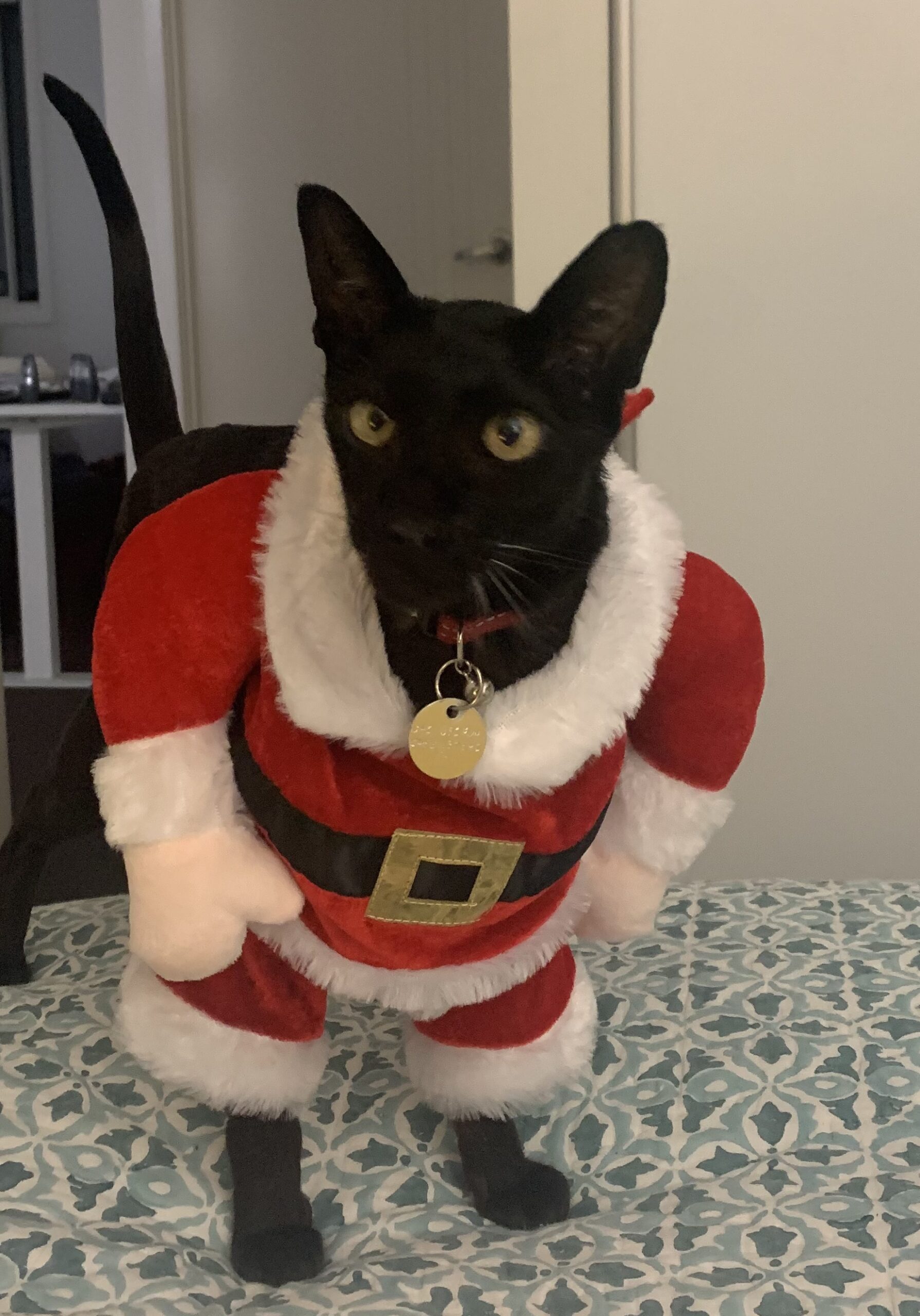 Mr Black a black cat dressed in Santa Costume