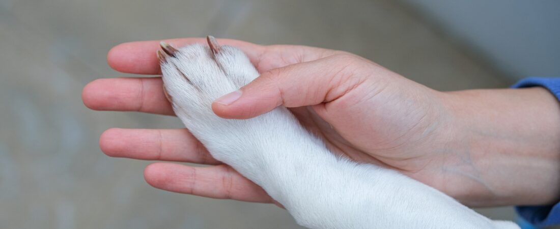 Saying Goodbye: Supporting Children Through Pet Loss